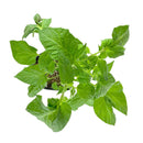 Best Tomato Varieties to Grow in Your Garden, Buy Cherokee Purple (Heirloom) 1 Gallon, popular heirloom variety