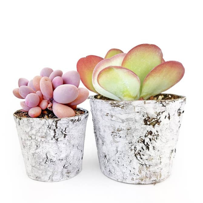 succulent planter size Birch Pot Small Size, Decorative Succulent Planter for Home Office Decor