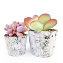 Birch Pot Small Size for Sale Online, Decorative Succulent Planter for Home Office Decor, Succulent Airplant Display Ideas