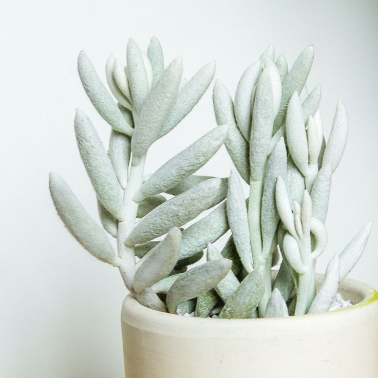 cocoon succulent Senecio Cocoon Plant - Aesthetic Plants For Home, Office Decoration