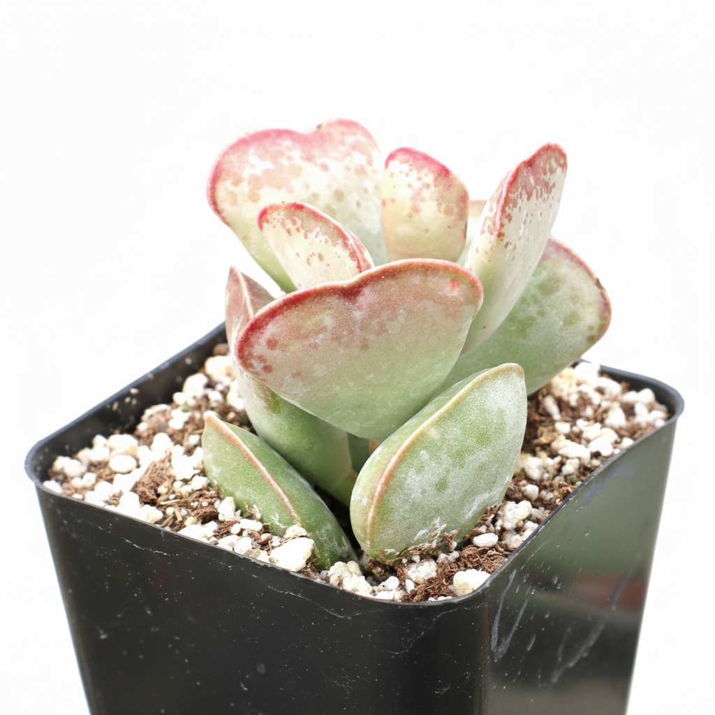 calico hearts succulent care Adromischus trigynus Calico Hearts | Succulent Care
