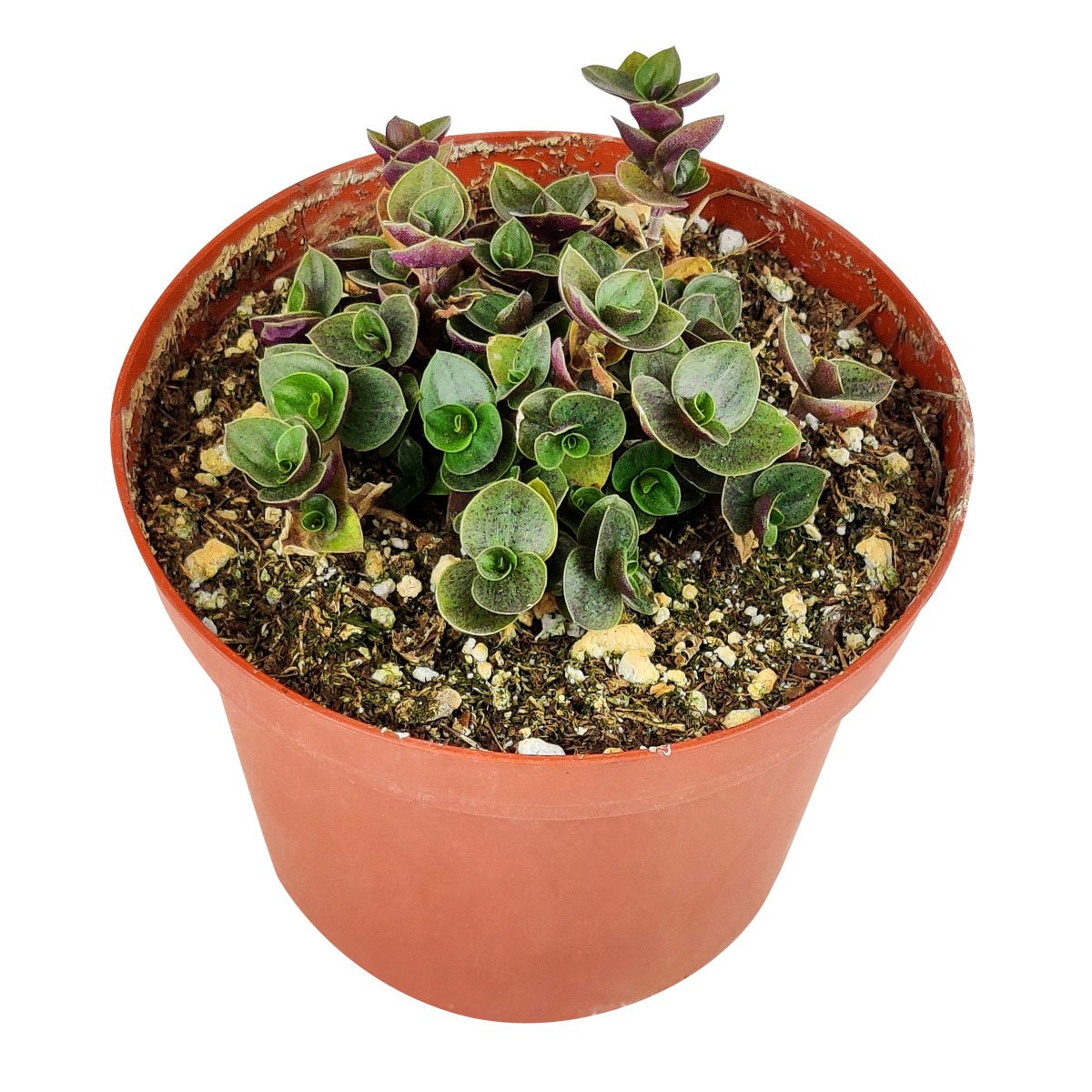 variegated succulent vine Callisia Repens | Turle Vine | Bolivian Jew | Creeping Inch plant