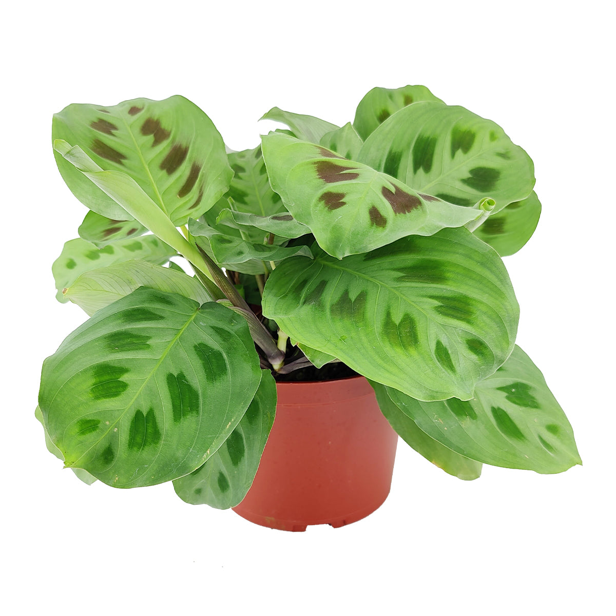 Maranta Green Prayer Plant, Rabbit Tracks for sale online, Easy to grow houseplants, Types of Colorful Foliage Plants, indoor houseplant, colorful foliage houseplant, how to care for Prayer Plant