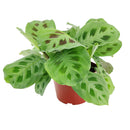 Maranta Green Prayer Plant, Rabbit Tracks for sale online, Easy to grow houseplants, Types of Colorful Foliage Plants, indoor houseplant, colorful foliage houseplant, Indoor Houseplant for sale