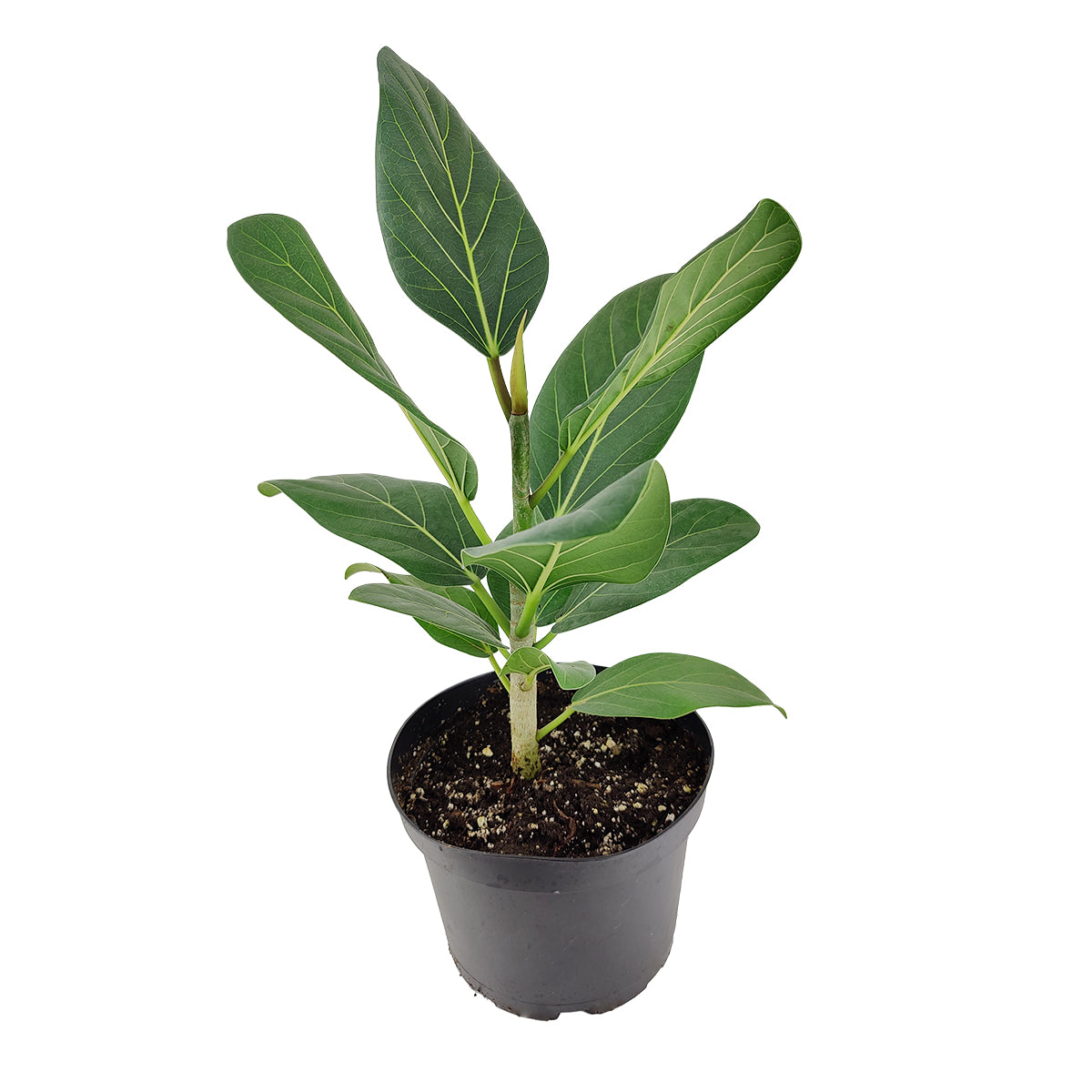 audrey ficus vs fiddle leaf Ficus Audrey Indoor Plant for Sale, Best Houseplants for Beginners 4" Pot by Succulents Box