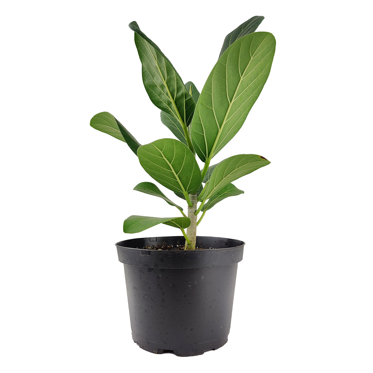 buy ficus audrey online Ficus Audrey Indoor Plant for Sale, Best Houseplants for Beginners 4" Pot by Succulents Box