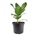 Ficus Audrey, Fiddle Leaf Fig, air-purifying houseplant, medium to bright light houseplant, houseplants for homes and offices, buy Ficus Audrey online, where to buy Ficus Audrey