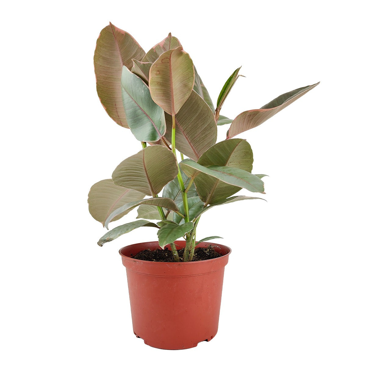 pink rubber tree plant, ficus elastica tineke ruby, ficus elastica ruby, pink rubber tree