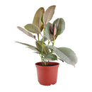 Ficus Elastica Ruby Pink Rubber Tree Delivery, Easy to care houseplant for beginner, Best Feng Shui Plants for your home office, how to care for ficus houseplant, colorful indoor houseplant for sale