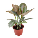 Ficus Elastica Ruby Pink Rubber Tree Delivery, Easy to care houseplant for beginner, Best Feng Shui Plants for your home office, how to care for ficus houseplant, colorful indoor houseplant for sale