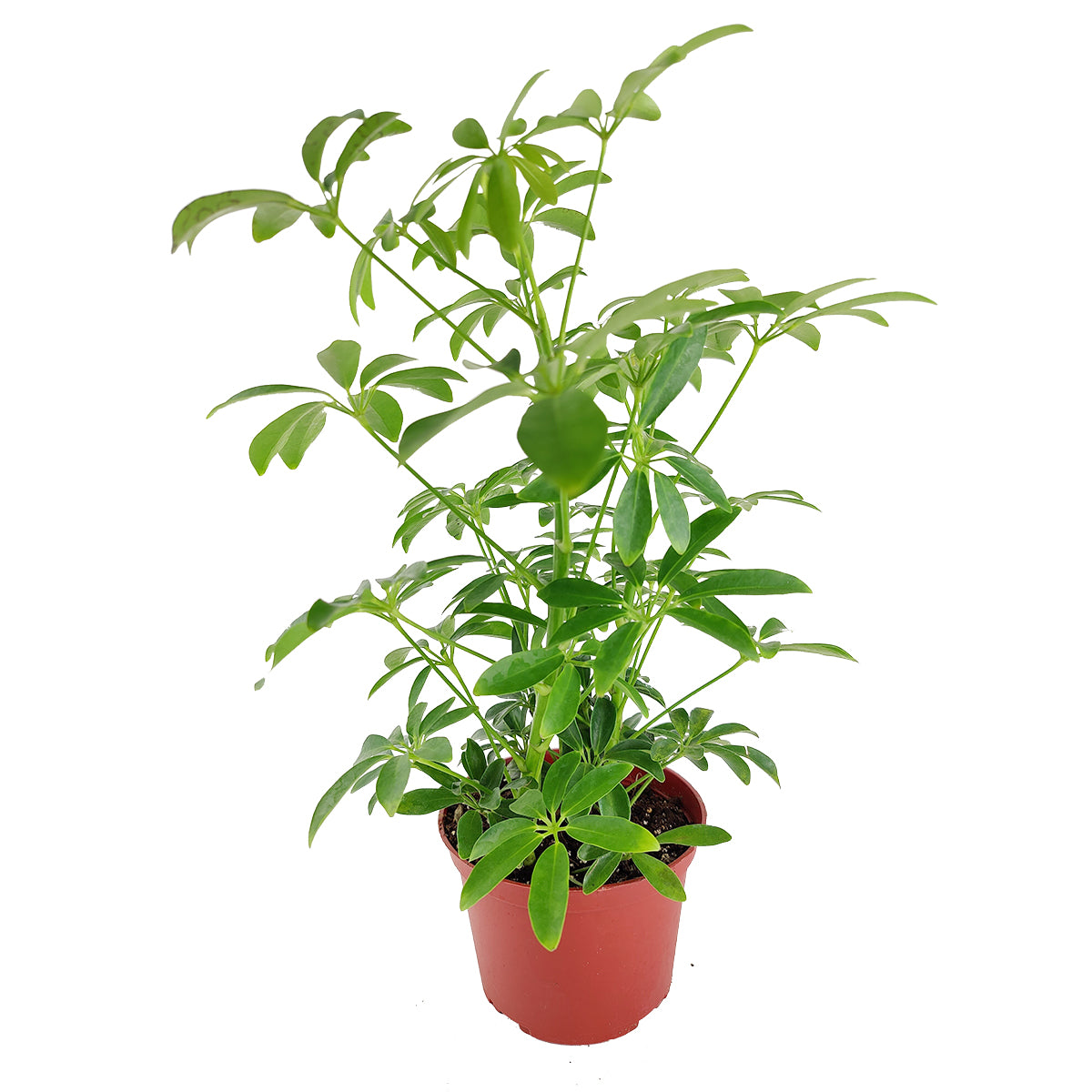medium to bright light houseplant, Schefflera Arboricola houseplant, best indoor plant for home and office decoration, Dwarf Umbrella Tree, large houseplant for sale