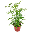 medium to bright light houseplant, Schefflera Arboricola houseplant, best indoor plant for home and office decoration, Dwarf Umbrella Tree, easy to care houseplant