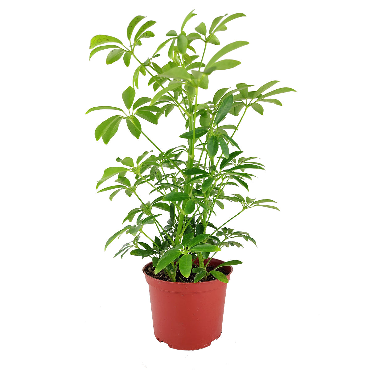 medium to bright light houseplant, Schefflera Arboricola houseplant, best indoor plant for home and office decoration, Dwarf Umbrella Tree, large indoor houseplant for home decor