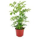 medium to bright light houseplant, Schefflera Arboricola houseplant, best indoor plant for home and office decoration, Dwarf Umbrella Tree, easy to care houseplant