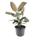 Ficus Decora Burgundy, Ficus Decora, Rubber plant, Rubber tree, burgundy houseplant, burgundy rubber tree, ficus burgundy, rubber plant care, Ficus Decora Burgundy care, Ficus Decora Burgundy near me, rubber plant for sale, Ficus Decora Burgundy for sale, Indoor Houseplant