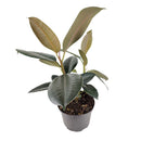 Ficus Decora Burgundy, Ficus Decora, Rubber plant, Rubber tree, burgundy houseplant, burgundy rubber tree, ficus burgundy, rubber plant care, Ficus Decora Burgundy care, Ficus Decora Burgundy near me, rubber plant for sale, Ficus Decora Burgundy for sale, Indoor Houseplant