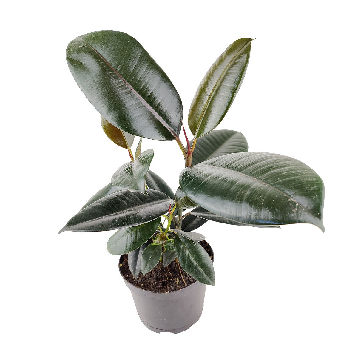 rubber tree plants for sale Shop Burgundy Rubber Houseplants
