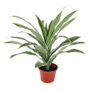 Dracaena Warneckii, Dracaena deremensis, popular houseplant for home and office, low light houseplant, best air-purifying plant, Large HousePlant for Sale