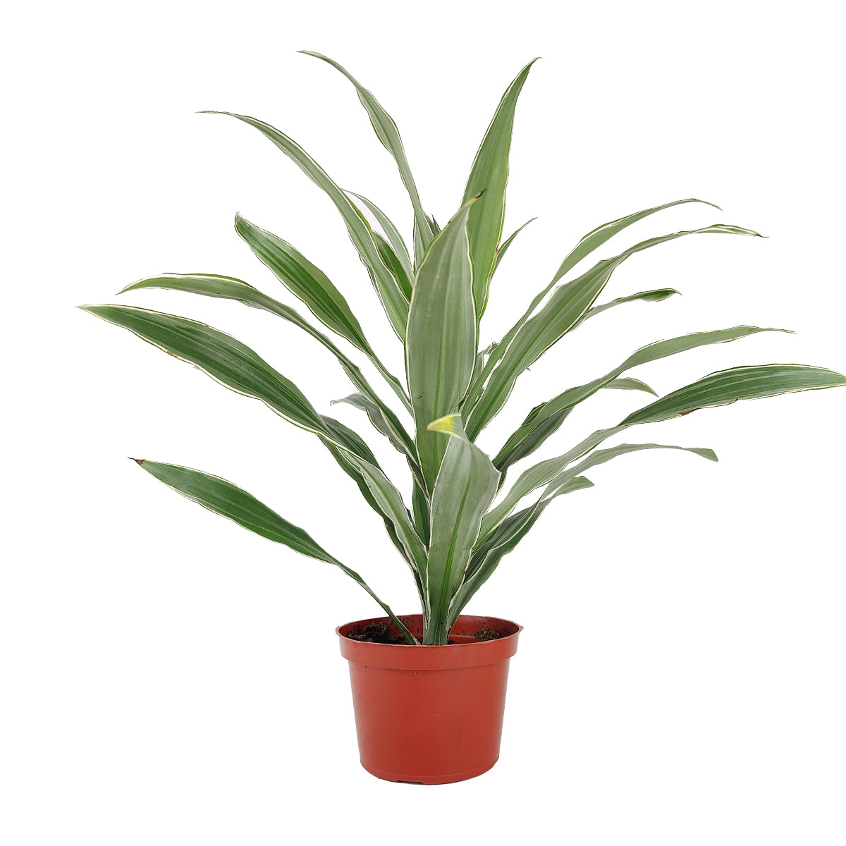 Dracaena Warneckii, Dracaena deremensis, popular houseplant for home and office, low light houseplant, best air-purifying plant, Large HousePlant for Sale