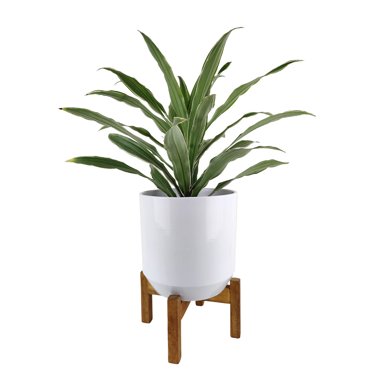 large white ceramic indoor planter Large White Ceramic Pot with Wooden Stand - Planter for Indoor Plants