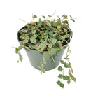 Hoya Curtisii, Curtisii Hoya, Hoya Curtisii plant, Hoya Curtisii for sale, Hoya Curtisii care, Hoya Curtisii houseplant, how to care for Hoya Curtisii , Hoya plants, houseplants, house plants, common houseplants, houseplants near me, houseplants for sale, buy Hoya Curtisii online