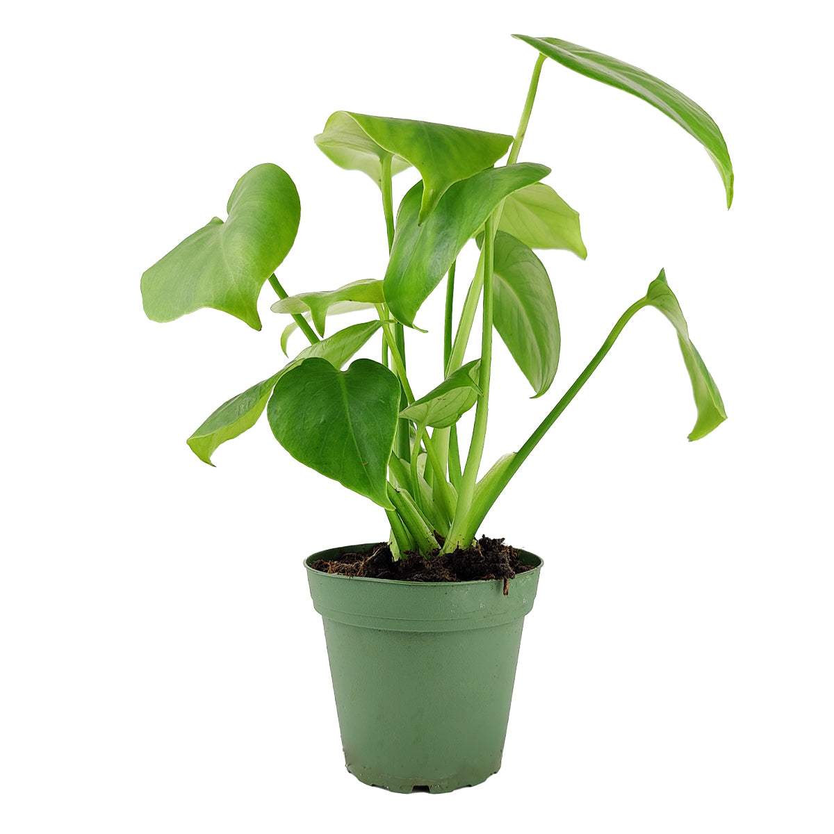 Monstera deliciosa, Swiss cheese plant, huge foliage houseplant, plant with leaf holes, split leaf plant, exotic tropical houseplant, air-purifying plant, buy Monstera online