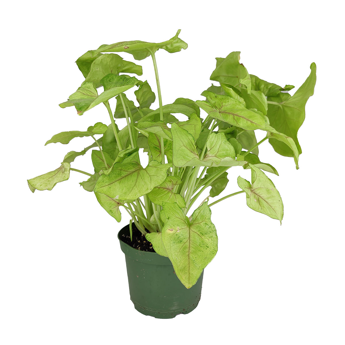 Syngonium Pink Allusion, the best air-purifying houseplants,houseplant gift ideas, how to decorate your space with Syngonium Berry Allusion, large indoor houseplant