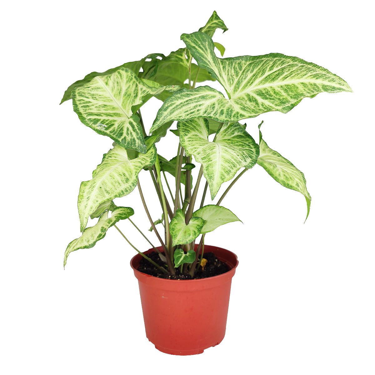 how to care for syngonium white butterfly, houseplant, houseplants, houseplants for sale, best indoor plants, types of houseplants, low light houseplants, easy to grow houseplants, buy houseplants online, houseplants near me