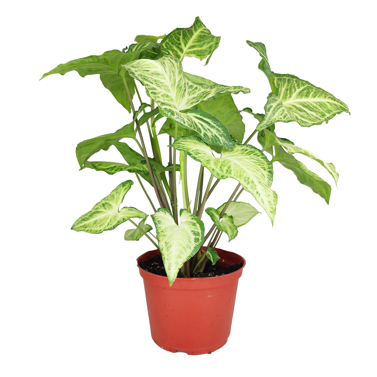 syngonium white butterfly variegata Syngonium White Butterfly