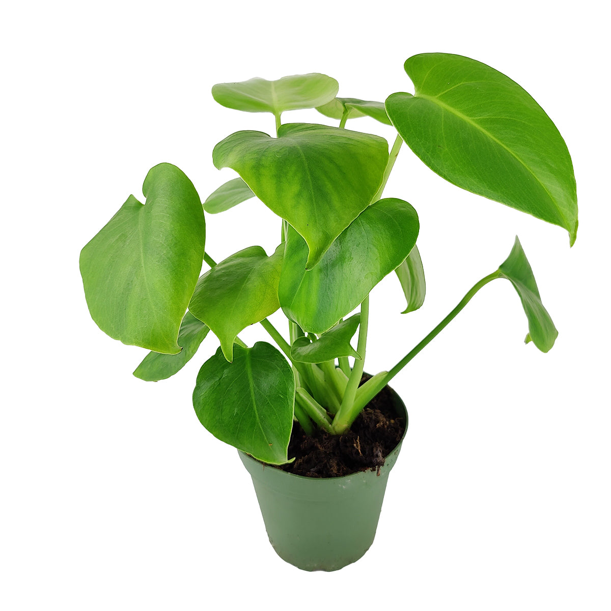 Monstera deliciosa, Swiss cheese plant, huge foliage houseplant, plant with leaf holes, split leaf plant, exotic tropical houseplant, air-purifying plant, how to care for Monstera houseplant