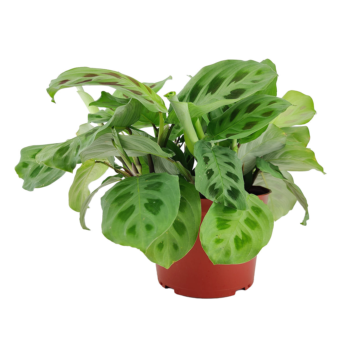 Maranta Green Prayer Plant, Rabbit Tracks for sale online, Easy to grow houseplants, Types of Colorful Foliage Plants, indoor houseplant, colorful foliage houseplant, buy Prayer Plant online