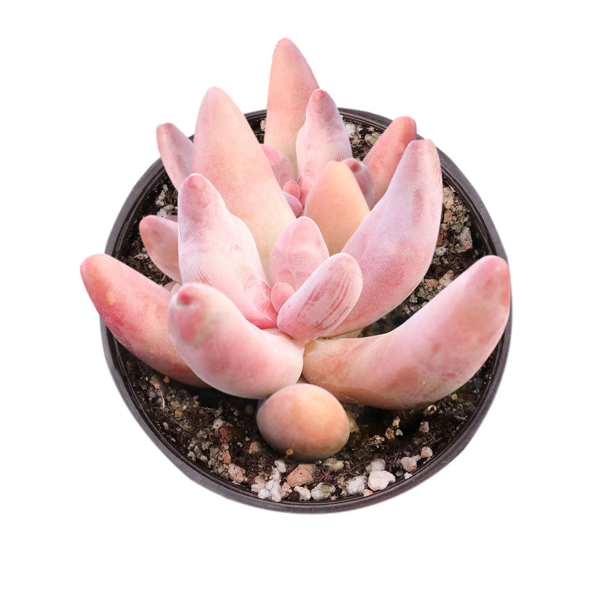 Pink Pachysedum Ganzhou Succulent 4 inch Grower Pot for sale, Pink Purple Succulents for Wedding Favors, Low-maintenance succulent for Home Decor