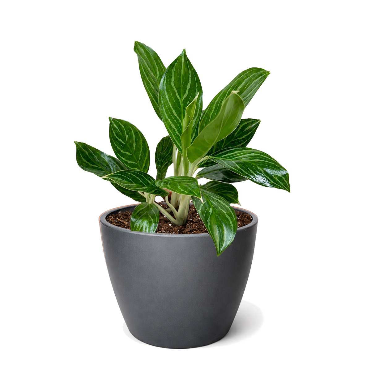6" pot chinese evergreen 'white stem' live houseplant for sale, luminous white stems contrasting richly patterned green leaves, compact non-trailing upright form, tolerates dry indoor air and artificial lighting, nasa-studied air purifying cultivar, ideal for styled bookshelves or floor planters, an elegant and enduring gift for home or office