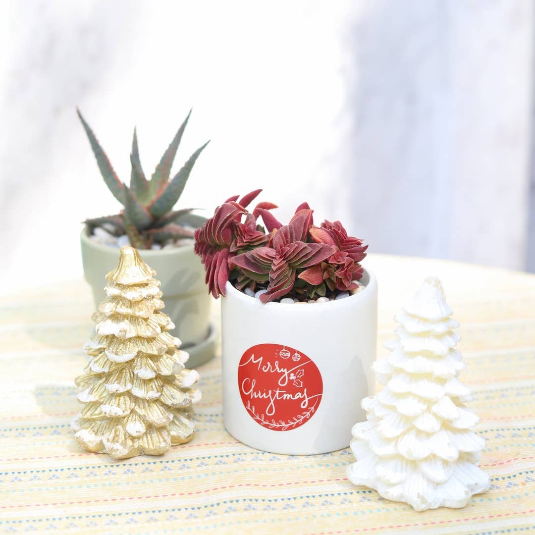 Crassula Red Pagoda Shark Tooth, succulents for sale, buy succulents online, xmas decor ideas 2025