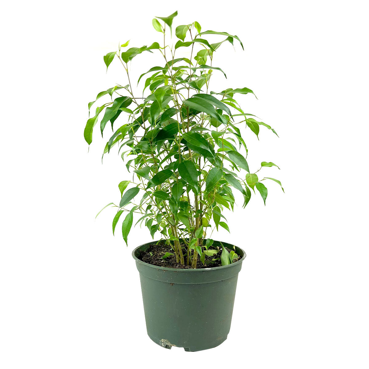 Buy 6 inch Ficus Benjamina Weeping Fig, Elegant Indoor Plants for sale, Low maintenance &amp; easy to grow plants for beginners, Live Houseplants Gift Decor Ideas