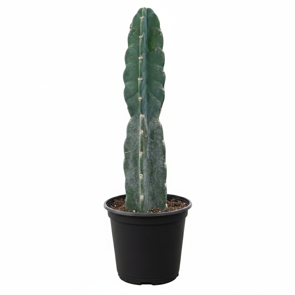 Cereus Cuddly Cactus, 6 inch Cereus Cuddly Cactus, rare cactus for sale, live plants, buy cactus online, plant shops in ca