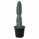 Cereus Cuddly Cactus, 6 inch Cereus Cuddly Cactus, rare cactus for sale, live plants, buy cactus online, plant shops in ca