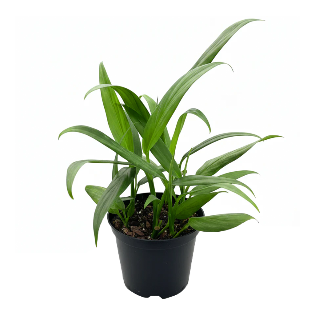 Pothos Silver Streak Long-Leaf Trailing Tropical Houseplant decorative ceramic pot, Rare Silver-Veined Plant 4 inch pot for sale online, Best climbing plants for moss poles