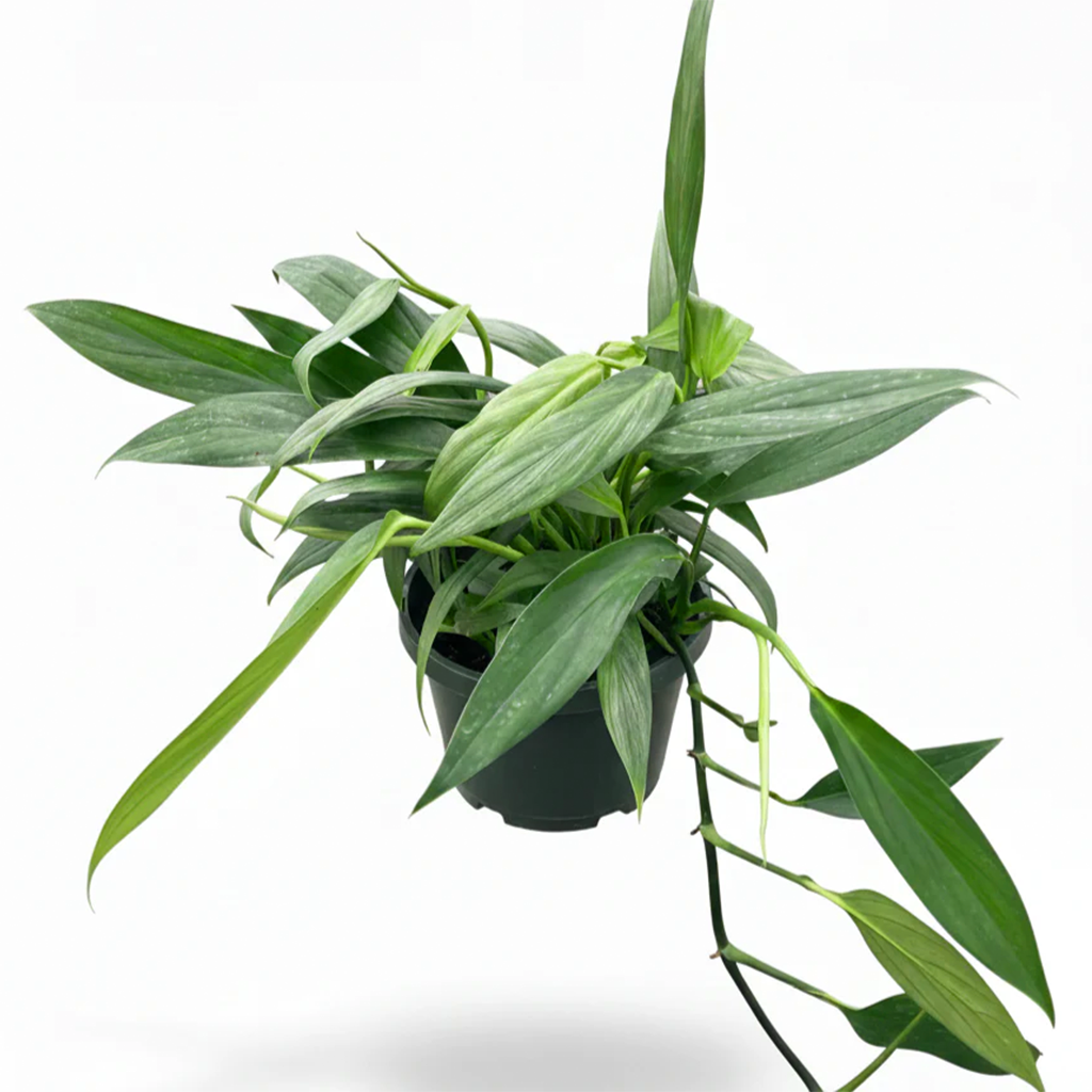 Pothos Silver Streak Long-Leaf Trailing Tropical Houseplant decorative ceramic pot, Rare Silver-Veined Plant 4 inch pot for sale online, Best climbing plants for moss poles