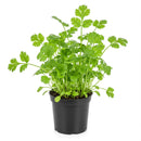 4 inch pot Cilantro Coriander, annual herbs, herbal plants, buy herbal plants online, where to buy herb plants near me
