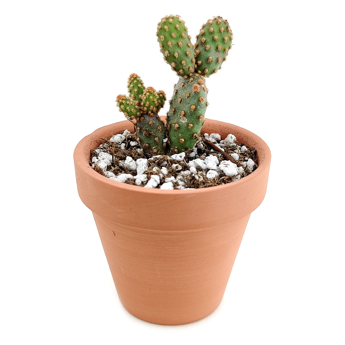 potted small prickly pear cactus Opuntia Rufida Minima