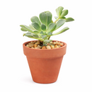 2 inch Aeonium lindleyi, green succulents, indoor succulents, succulent care guide, buy succulents online
