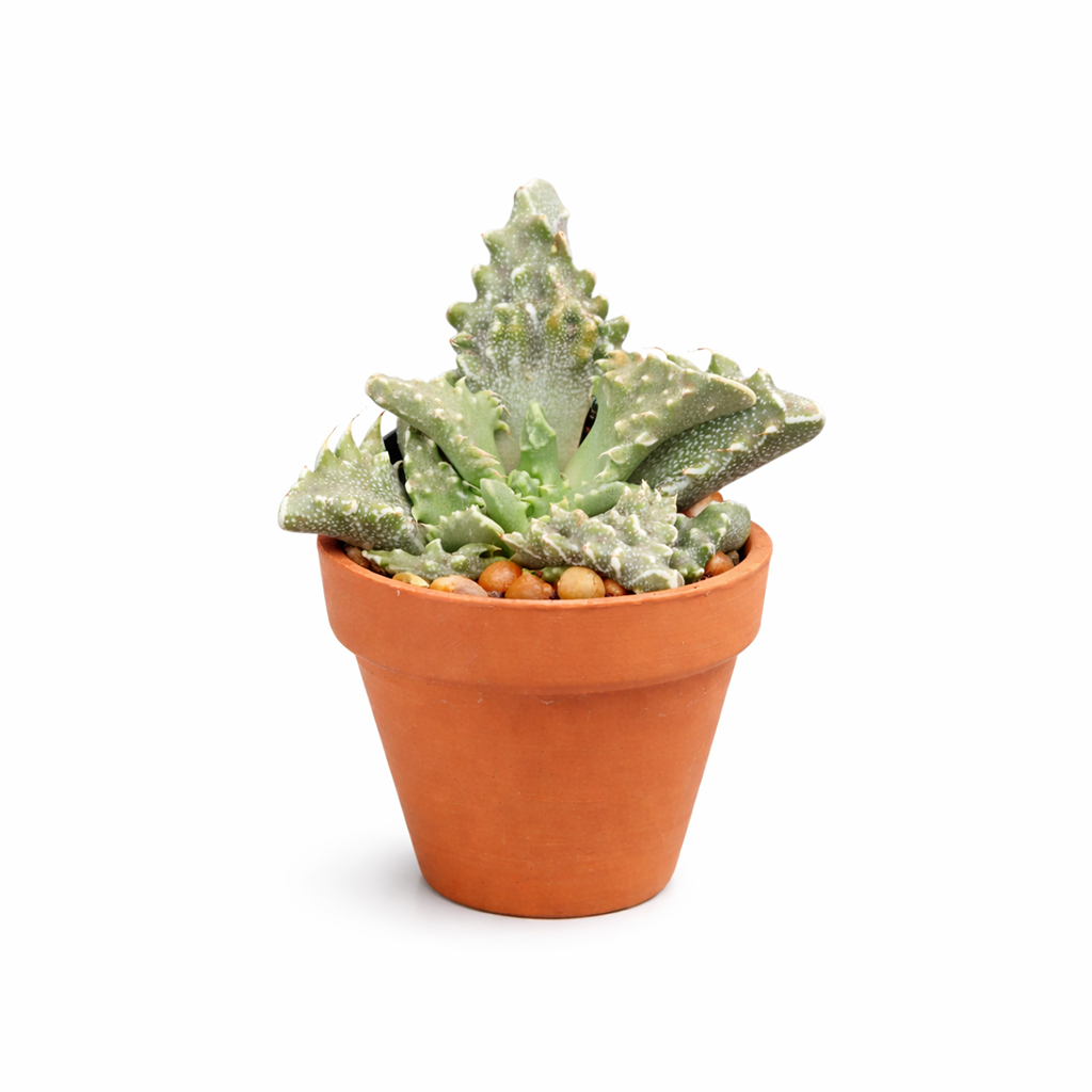 Faucaria tuberculosa