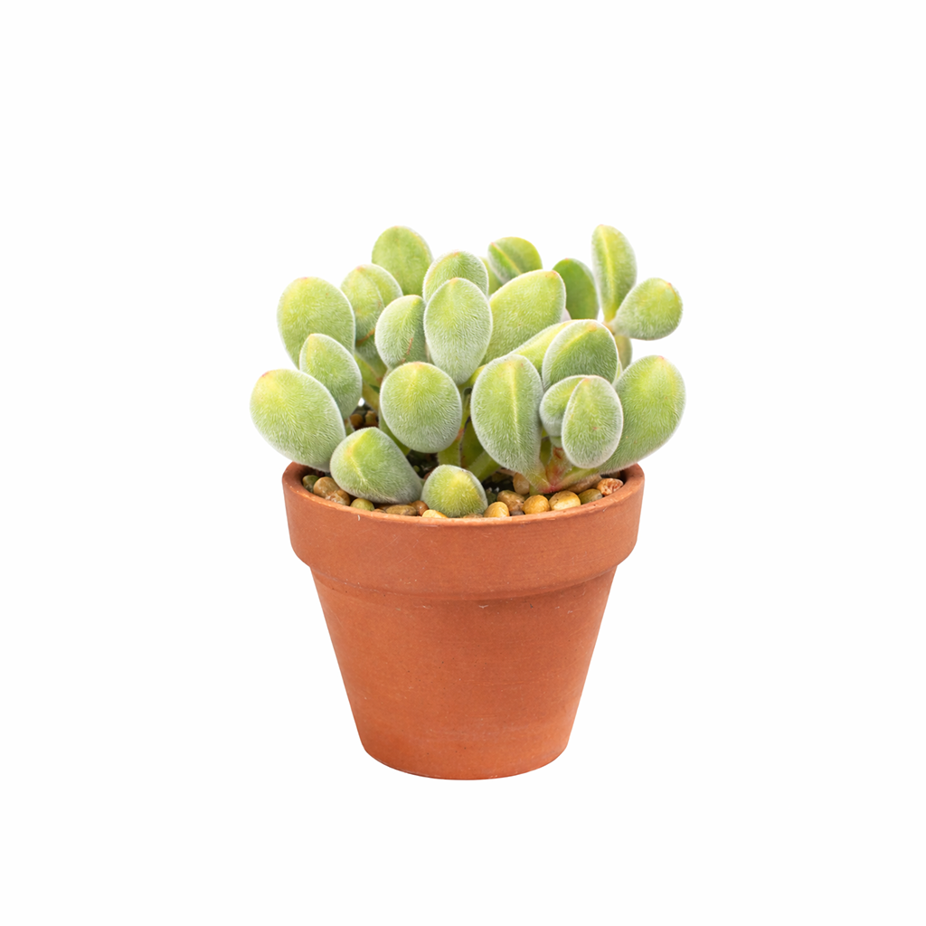 2 inch Crassula rogersii, green succulents, indoor succulents, succulent care guide, buy succulents online