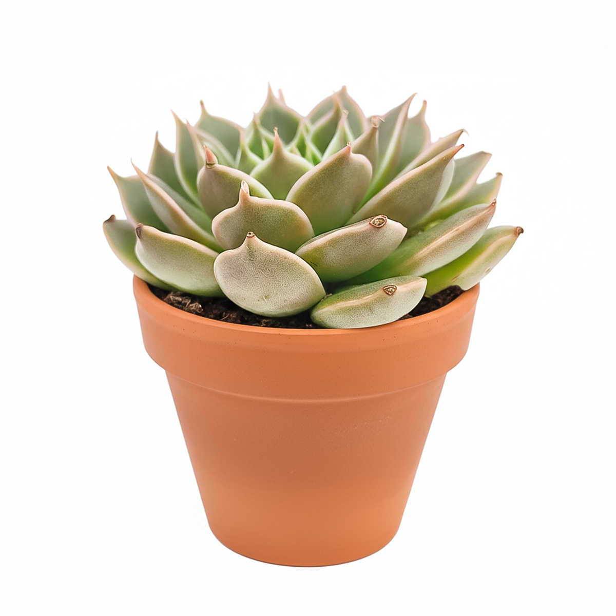 where to find succulents near me Echeveria Manana - Easy-care Succulents, Sun-loving Plants Near Me