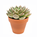Echeveria Manana