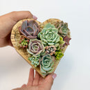 Side angle view of a 6.1-inch heart-shaped succulent arrangement showing the natural texture of the cedarwood planter