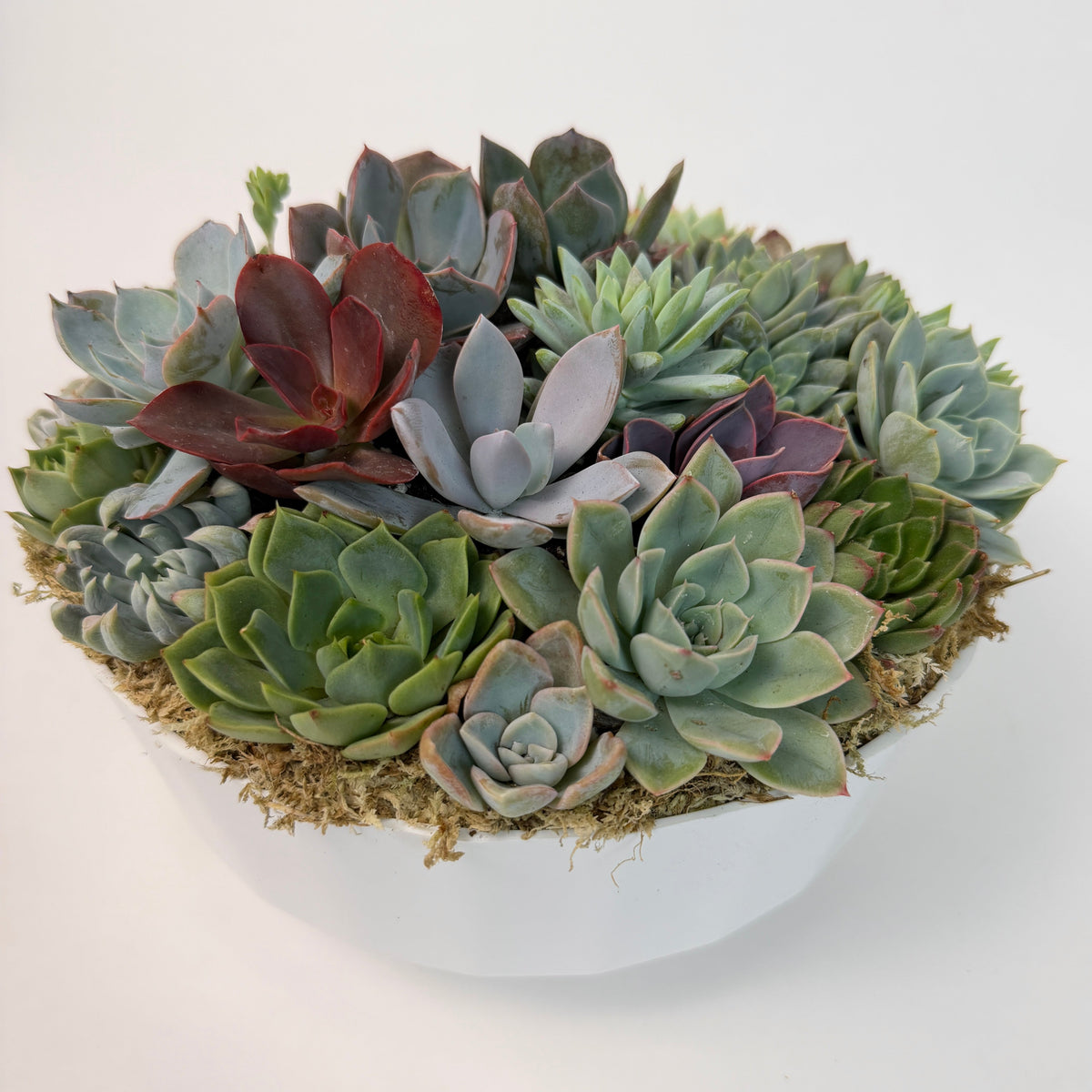Close-up view of a large succulent bowl showing various live plant species, textures, and colors including red, purple, and green