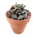 Concrete Leaf, Titanopsis calcarea Jewel Plant care, how to grow succulents, Succulents, succulent care, indoor succulents, Succulents shop near me, succulents garden, cactus, succulent plant, Concrete Leaf in California, How to grow Concrete Leaf, rare succulents, rare succulents for sale, unique succulents, buy succulents online, rare succulent, succulent shop, unusual succulents, succulent store, succulents online