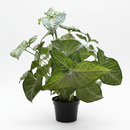 6 inch Syngonium &#39;Confetti&#39;, 6 inch plants, live plants for sale, buy houseplants online, plant shops in ca